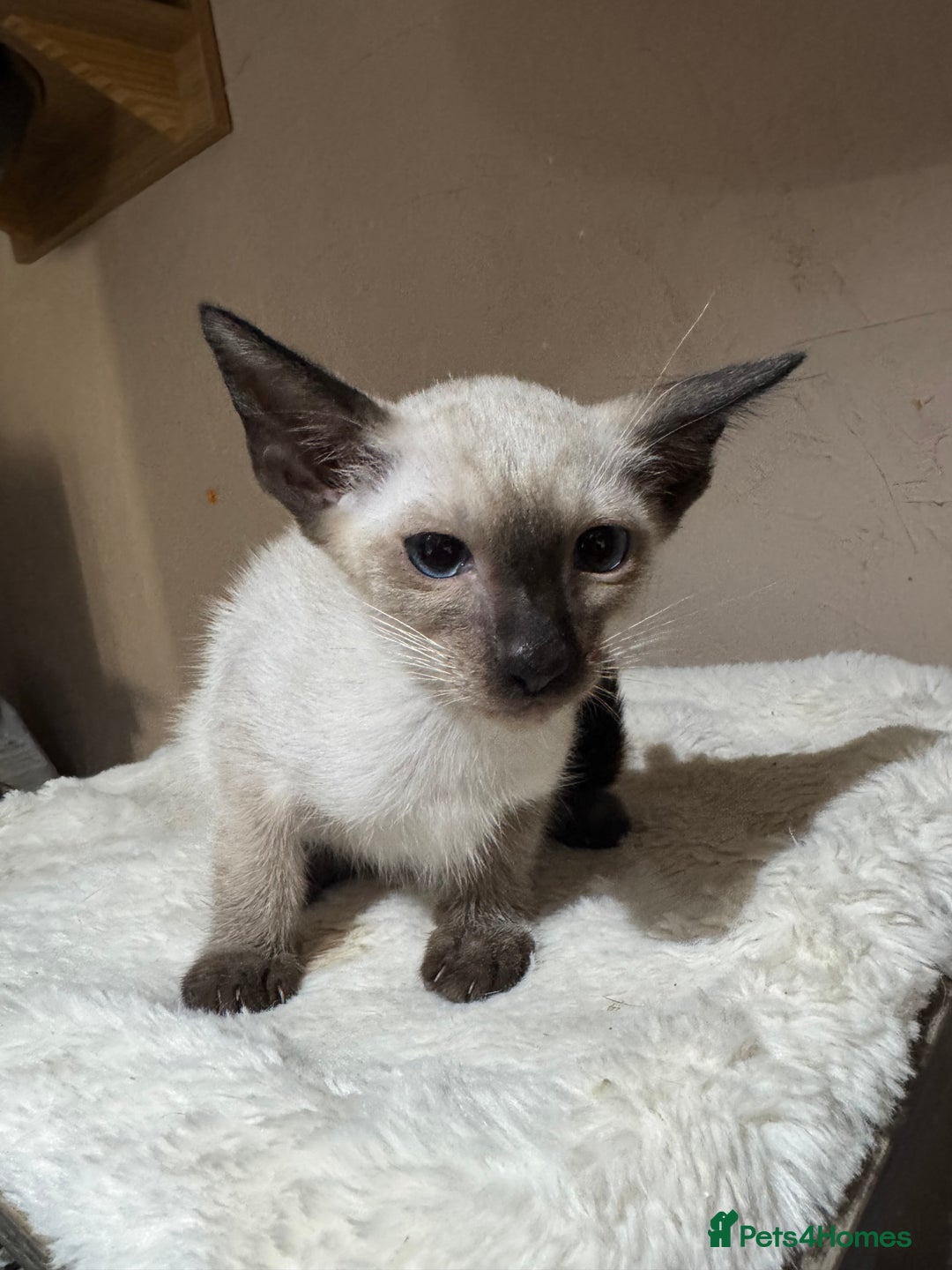 Siamese cats for sale: 6 cute Siamese kittens available  - Image 20