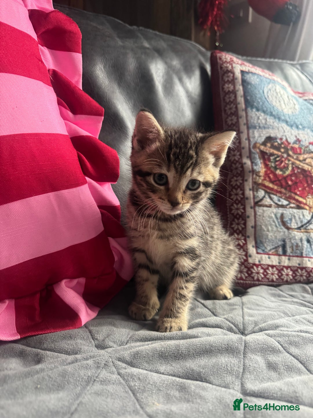 Mixed Breed cats for sale: Kittens needing loving homes  - Advert 14