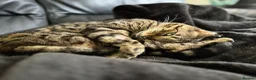 Bengal cats for sale: Full Bengal Brown Rosetted Female - Mia (Mims) - Advert 17