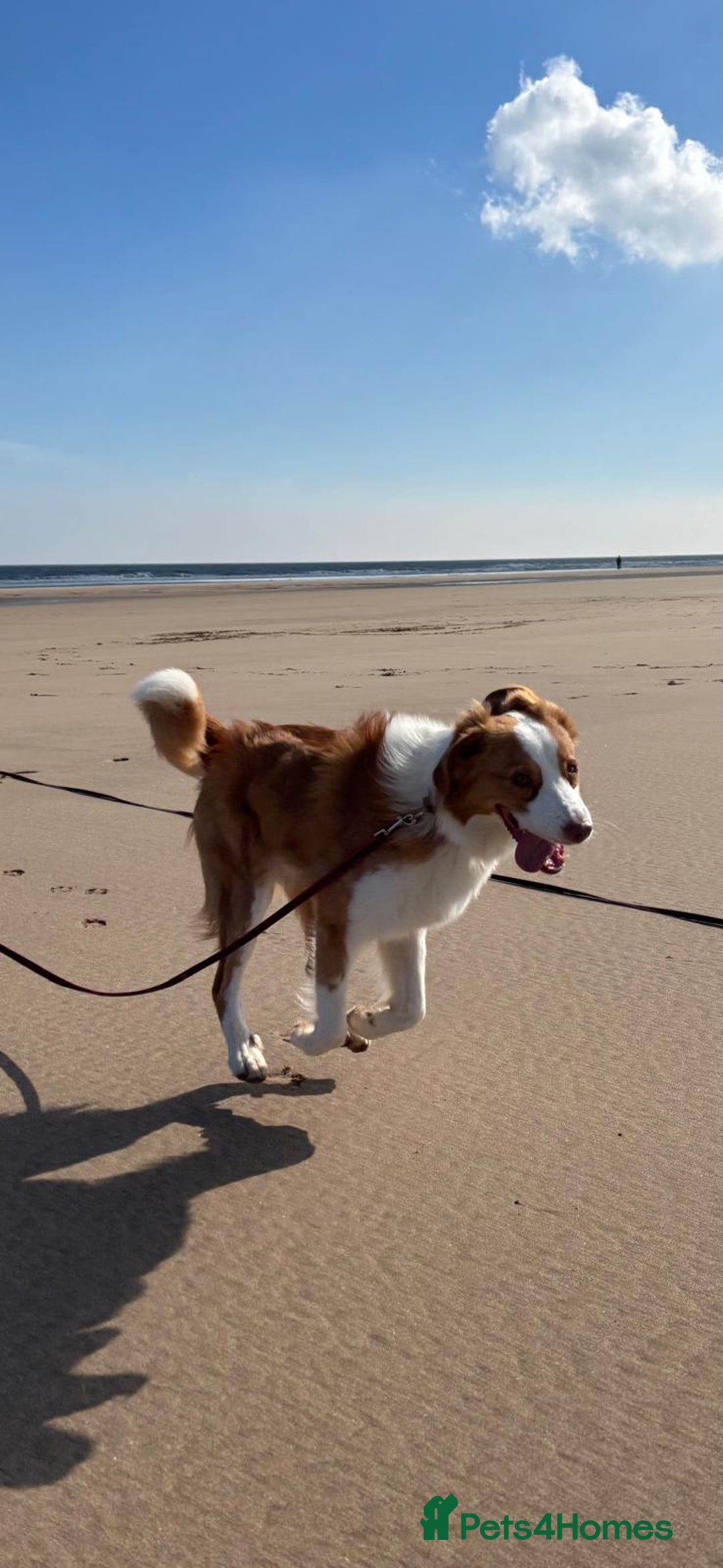 Australian Shepherd dogs for sale: Beautiful Australian Shepherd 11 month old Female in Doncaster - Image 7