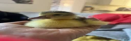 Ducks poultry for sale: Muscovy ducklings for sale  - Advert 4