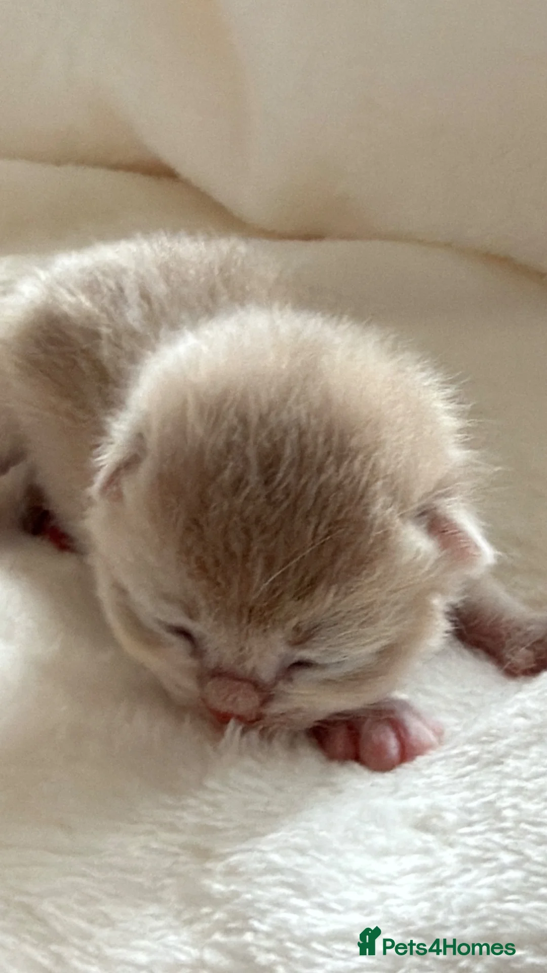 British Shorthair cats for sale: BSH Golden kittens Ecx show quality, Tica reg  - Advert 2