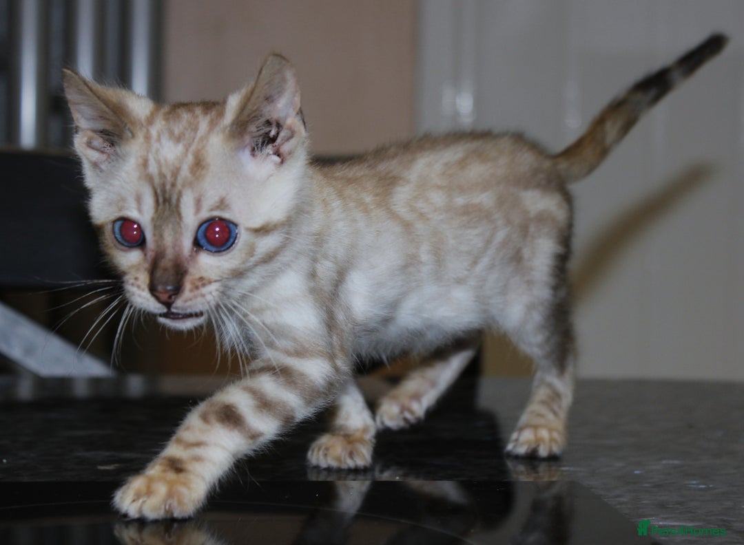 Bengal cats for sale: CUTE SNOW LYNX (BLUE-EYED) MALE BENGAL KITTEN - Image 3