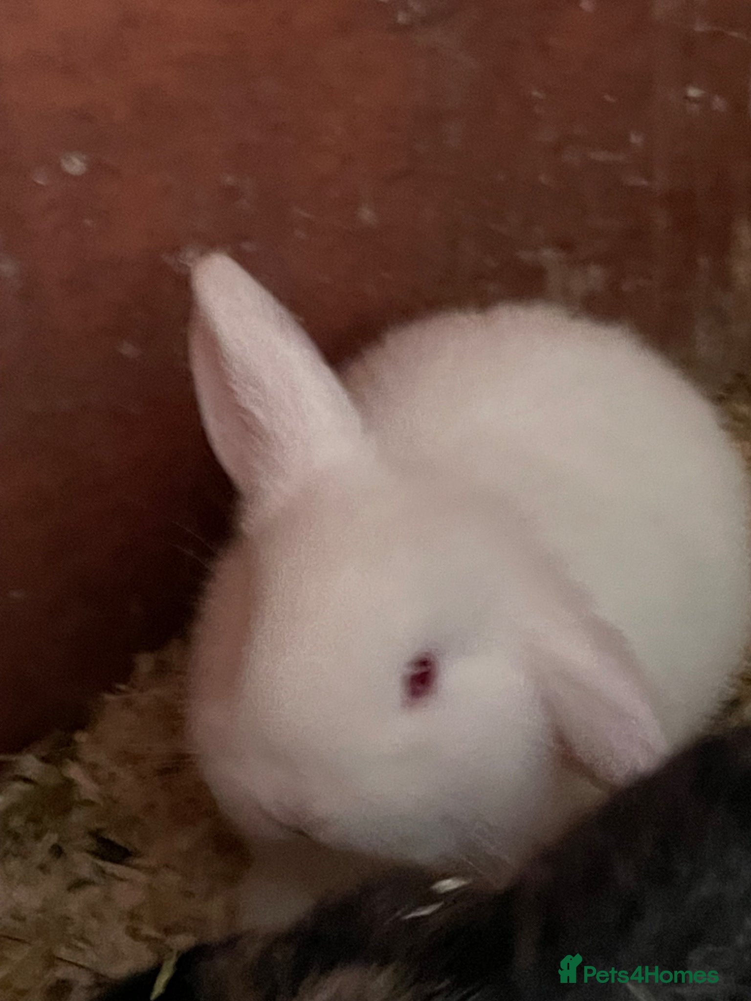 Mini Lop rabbits Beautiful mini lops - Advert 2