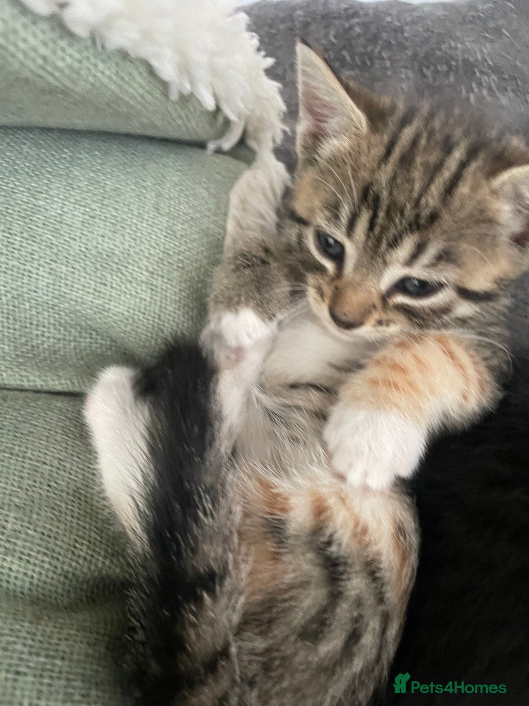Domestic Shorthair cats for sale: Mixed colour kittens  - Image 6