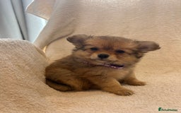 Pomchi dogs for sale: Beautiful fluffy pomchi puppies  - Image 2
