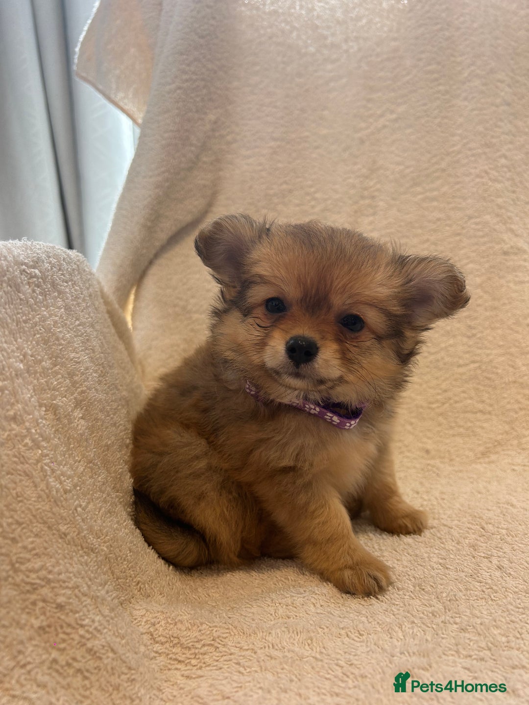 Pomchi dogs for sale: Beautiful fluffy pomchi puppies  - Image 2