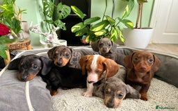 Dachshund dogs for sale: Lovely purebred Dachshund❤️💚🩵 - Image 1