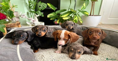 Dachshund dogs - Advert 8