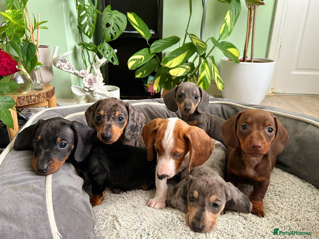 Dachshund dogs for sale: Lovely purebred Dachshund❤️💚🩵 - Image 1