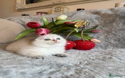 Scottish Fold cats for sale: *LUXURY SCOTTISH FOLD & 1 STRAIGHT KITTENS* - Advert 10