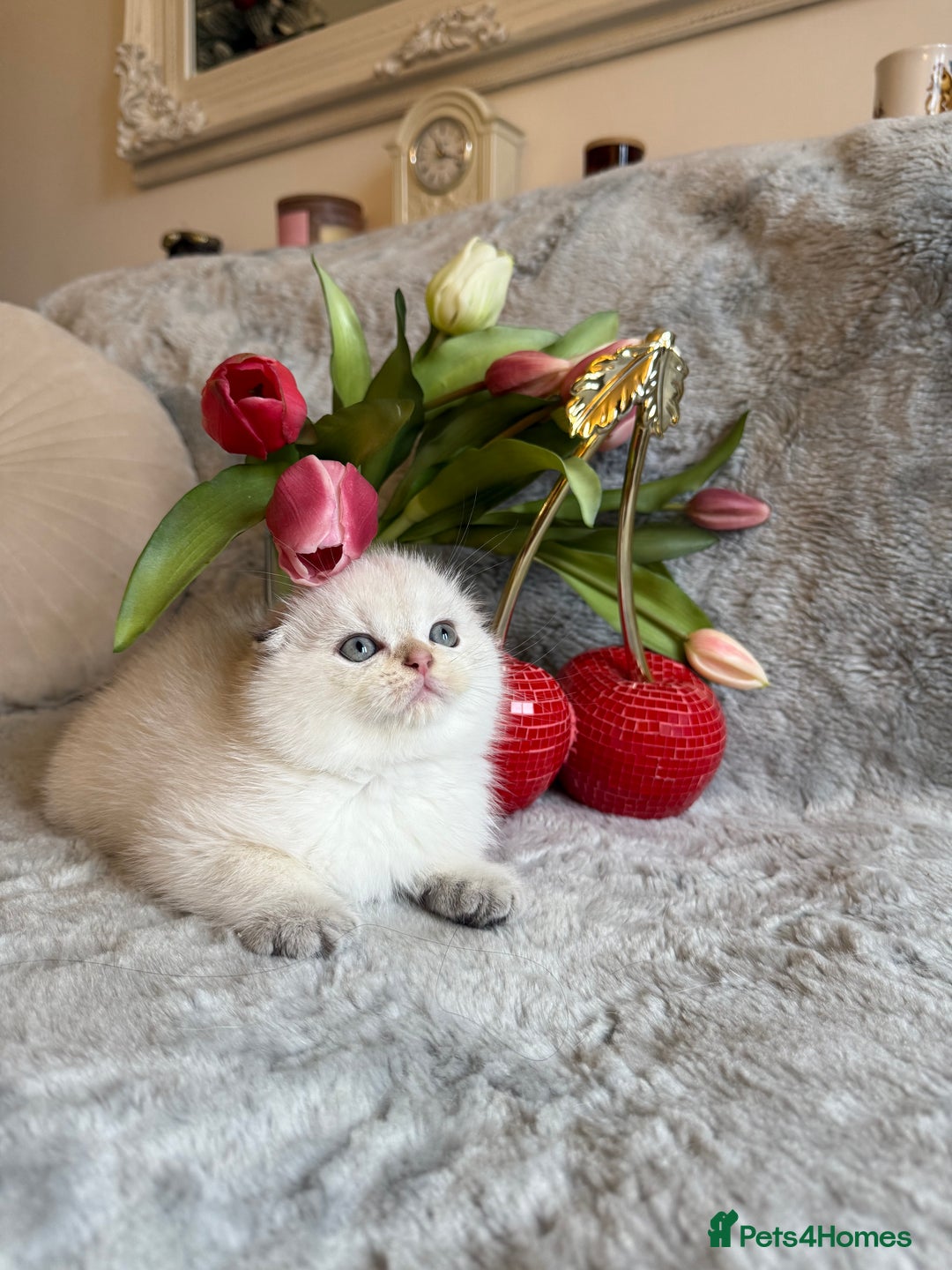 Scottish Fold cats for sale: *LUXURY SCOTTISH FOLD & 1 STRAIGHT KITTENS* - Advert 10