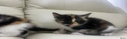 Mixed Breed cats for sale: 6 tabby kittens! - Advert 8