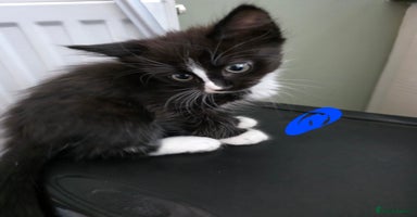 Mixed Breed cats - Advert 15