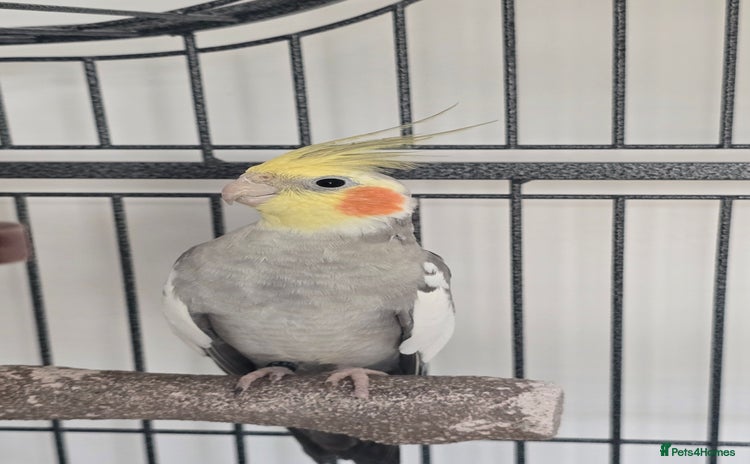 Cockatiels birds - Advert 1