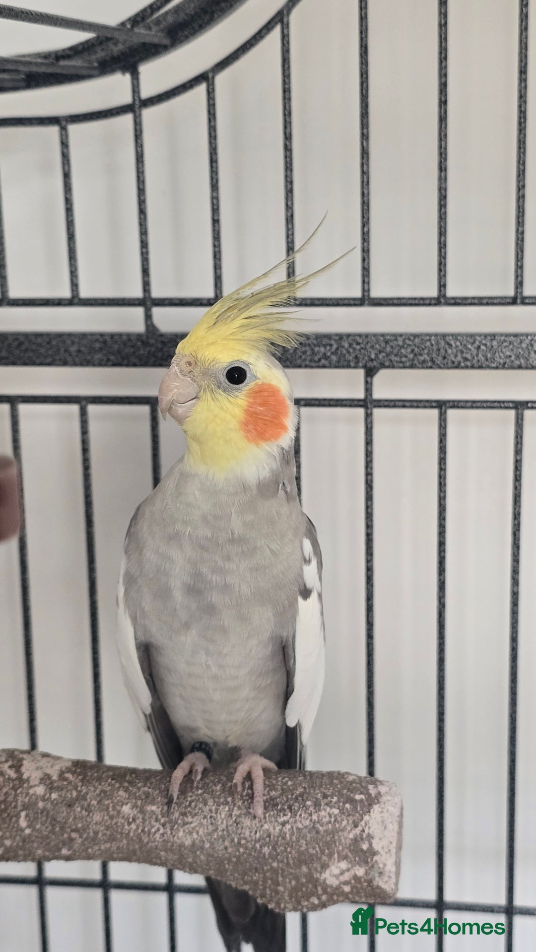 Cockatiels birds for sale: 2 male cockatiels - Image 1