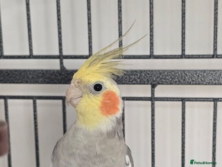 Cockatiels birds - Advert 2