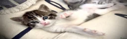 Mixed Breed cats for sale: 🐾 Beautiful Baby Kittens - Ragdoll x Bengal 🐾 - Advert 28