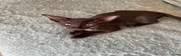Oriental cats for sale: 2. stunning oriental kittens now available  - Advert 5