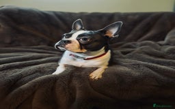 Boston Terrier dogs for sale: Pedigree KC reg Boston-Terrier puppies for sale! - Image 8