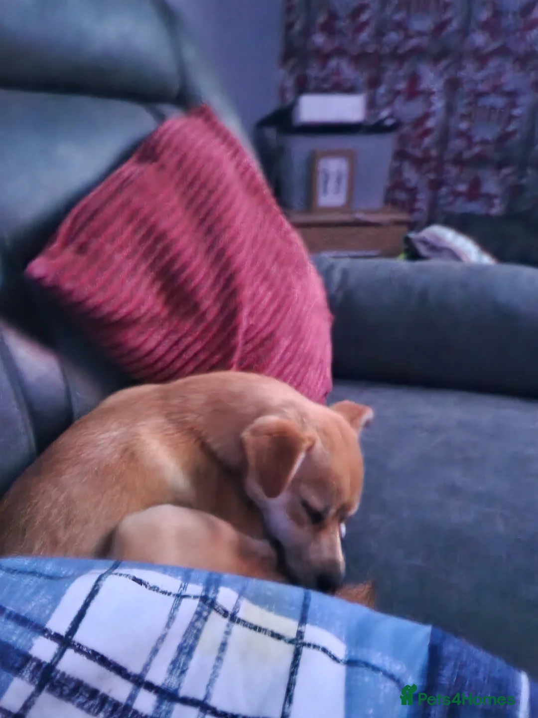 Mixed Breed dogs for sale: This is little ren in Birkenhead - Advert 2
