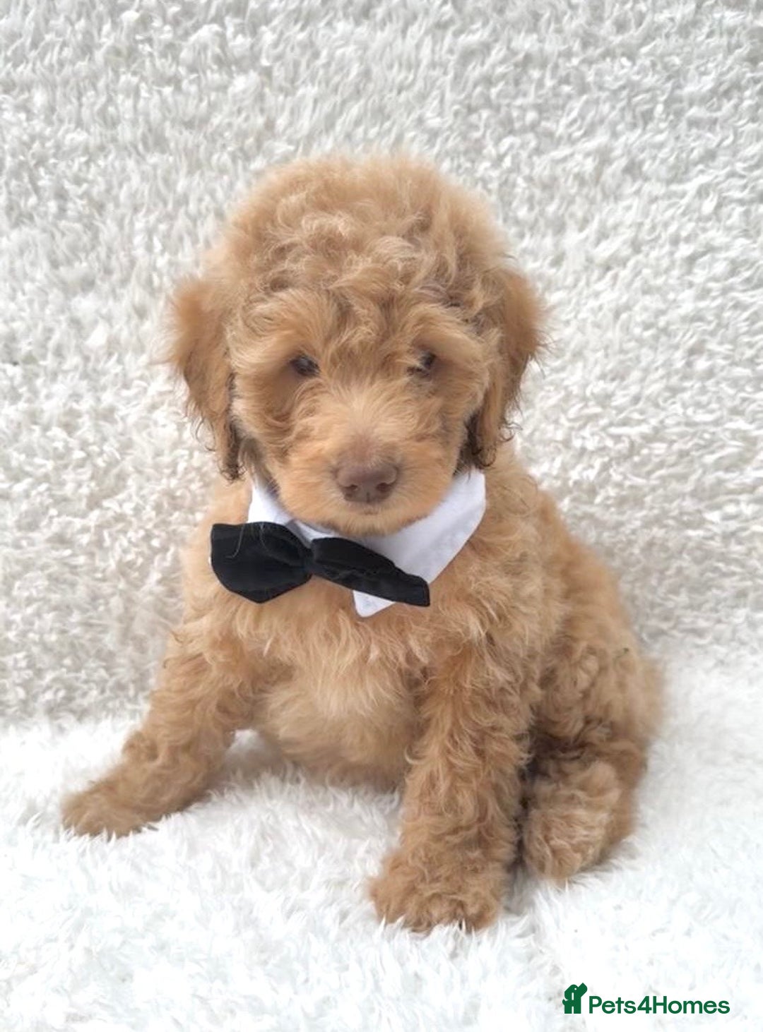 Cockapoo dogs for sale: Stunning cockapoo’s  - Image 15