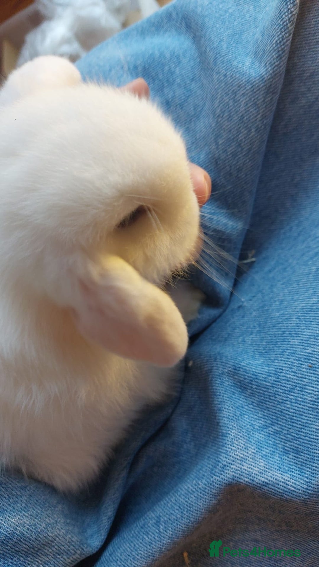 Mini Lop rabbits for sale: ❤️Purebread mini lops for sale❤️ - Advert 7