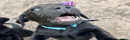 Labrador Retriever dogs for sale: KC Reg Black Labrador Puppies (£1600 Fixed Price) in Lydney - Advert 10