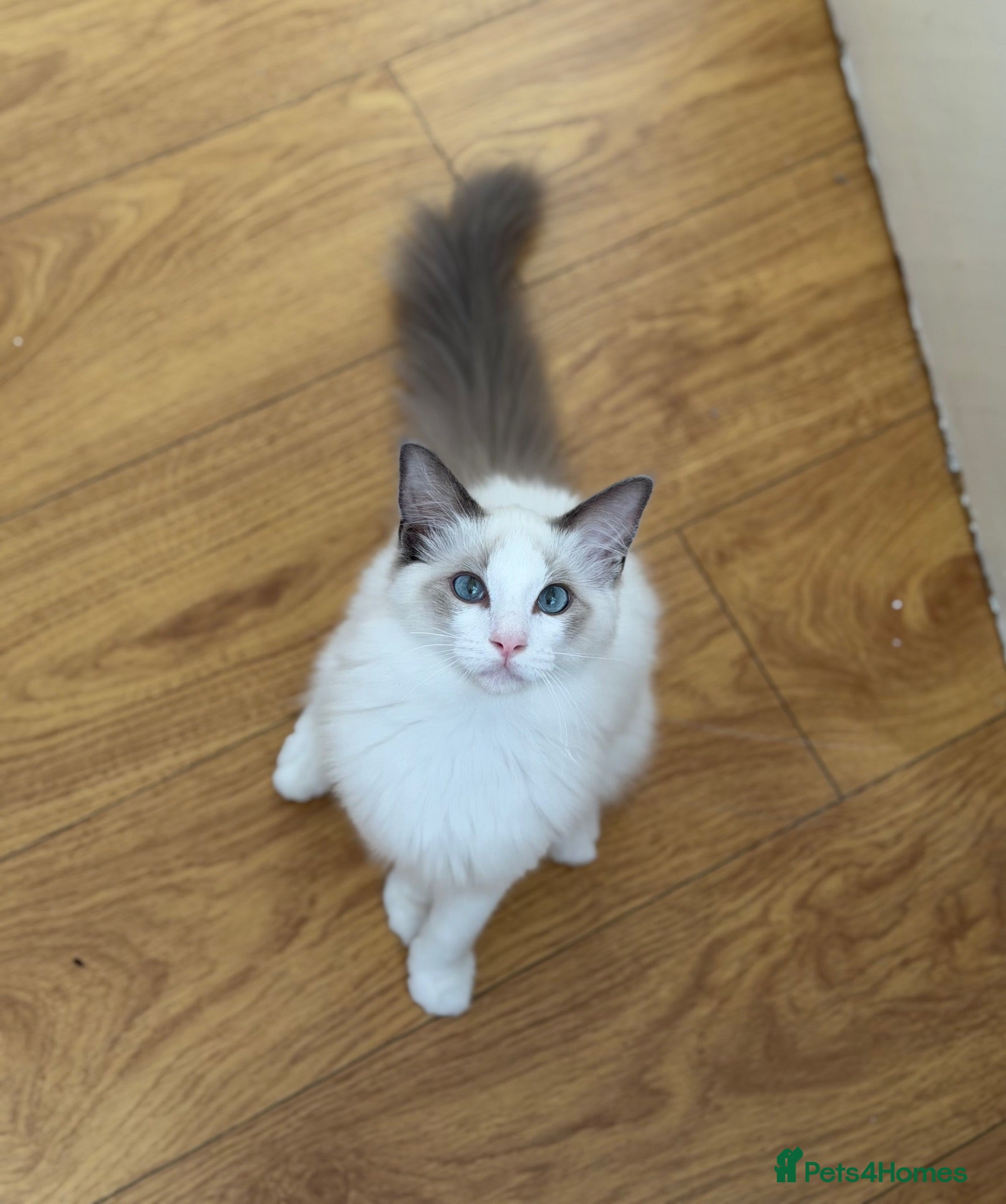 Ragdoll cats Ragdoll Male Kitten - Advert 18
