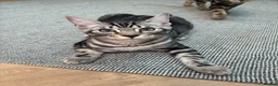 Bengal cats for sale: Bengal X - Advert 14