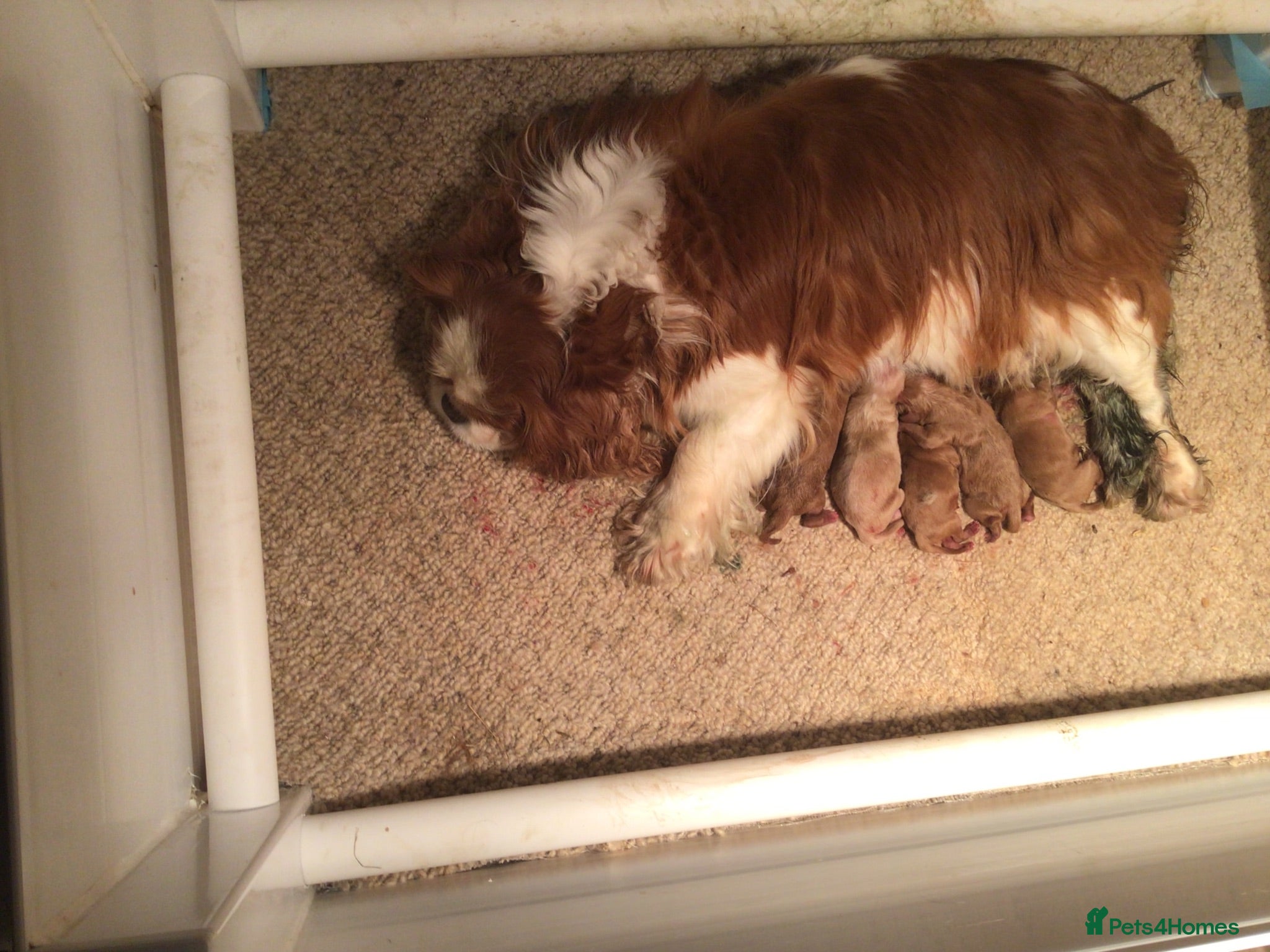 Cavapoo dogs Toy F1 male red cavapoo pups  - Advert 1