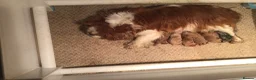 Cavapoo dogs for sale: Toy F1 male red cavapoo pups  - Advert 1