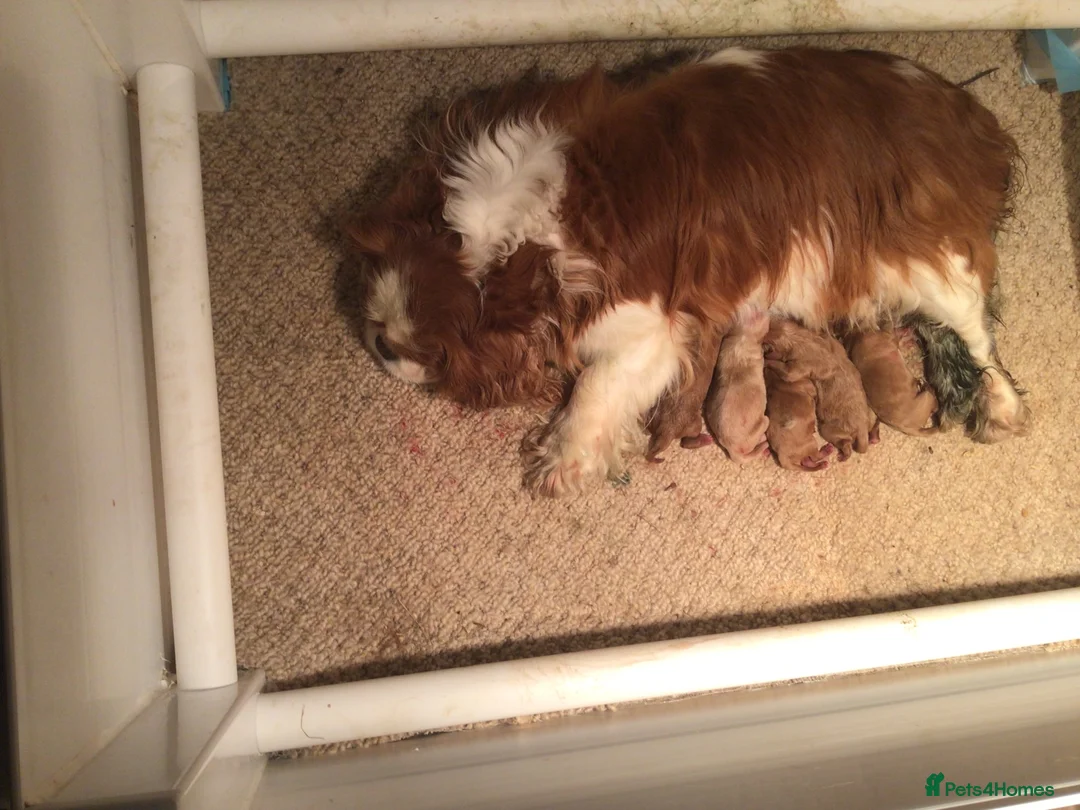 Cavapoo dogs for sale: Toy F1 male red cavapoo pups  - Advert 1