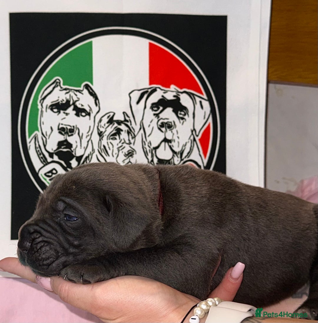 Cane Corso dogs for sale: Cane corso IKC/FCI  - Advert 20