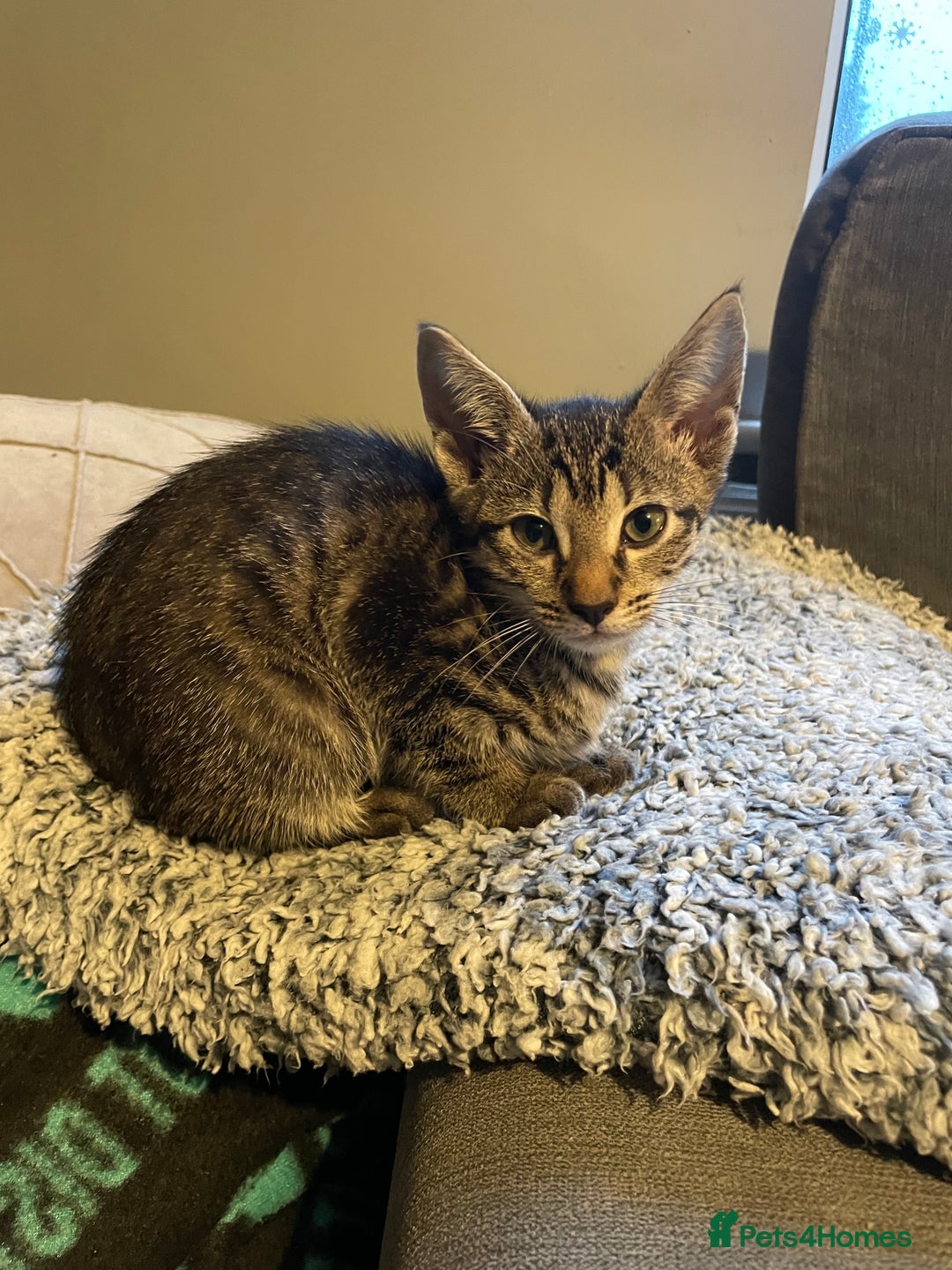 Siamese cats for sale: Siamese mix ragamuffin kitten tabby girl  - Image 1