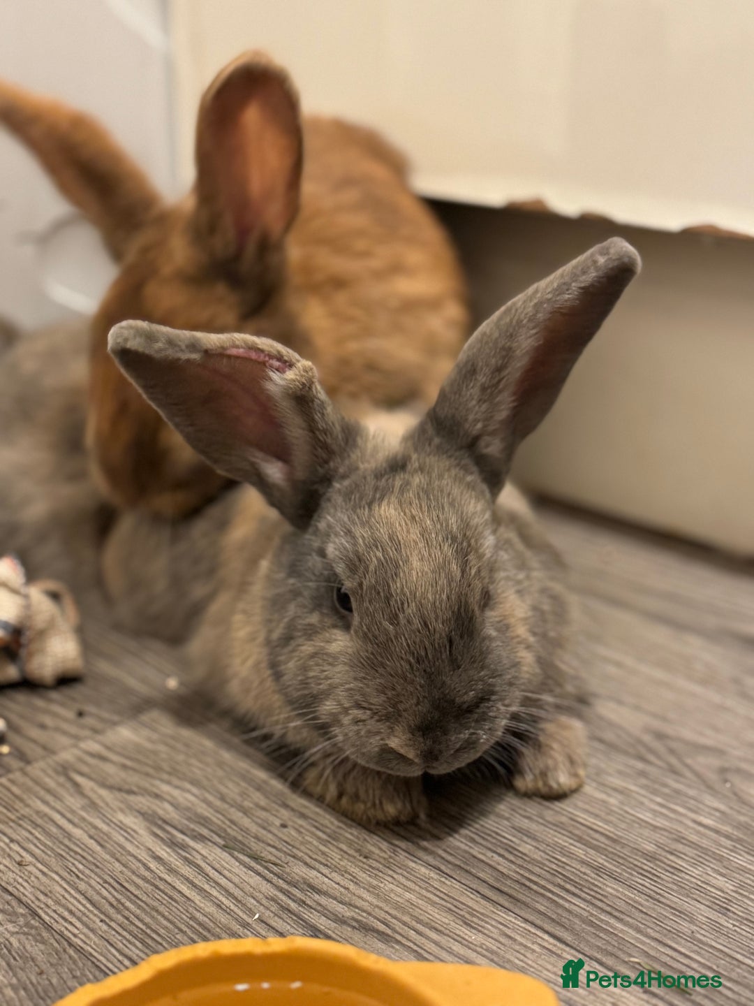 Rex rabbits for sale: Rex X Mini Lop Bunnies for Sale – Bonded Siblings - Image 5