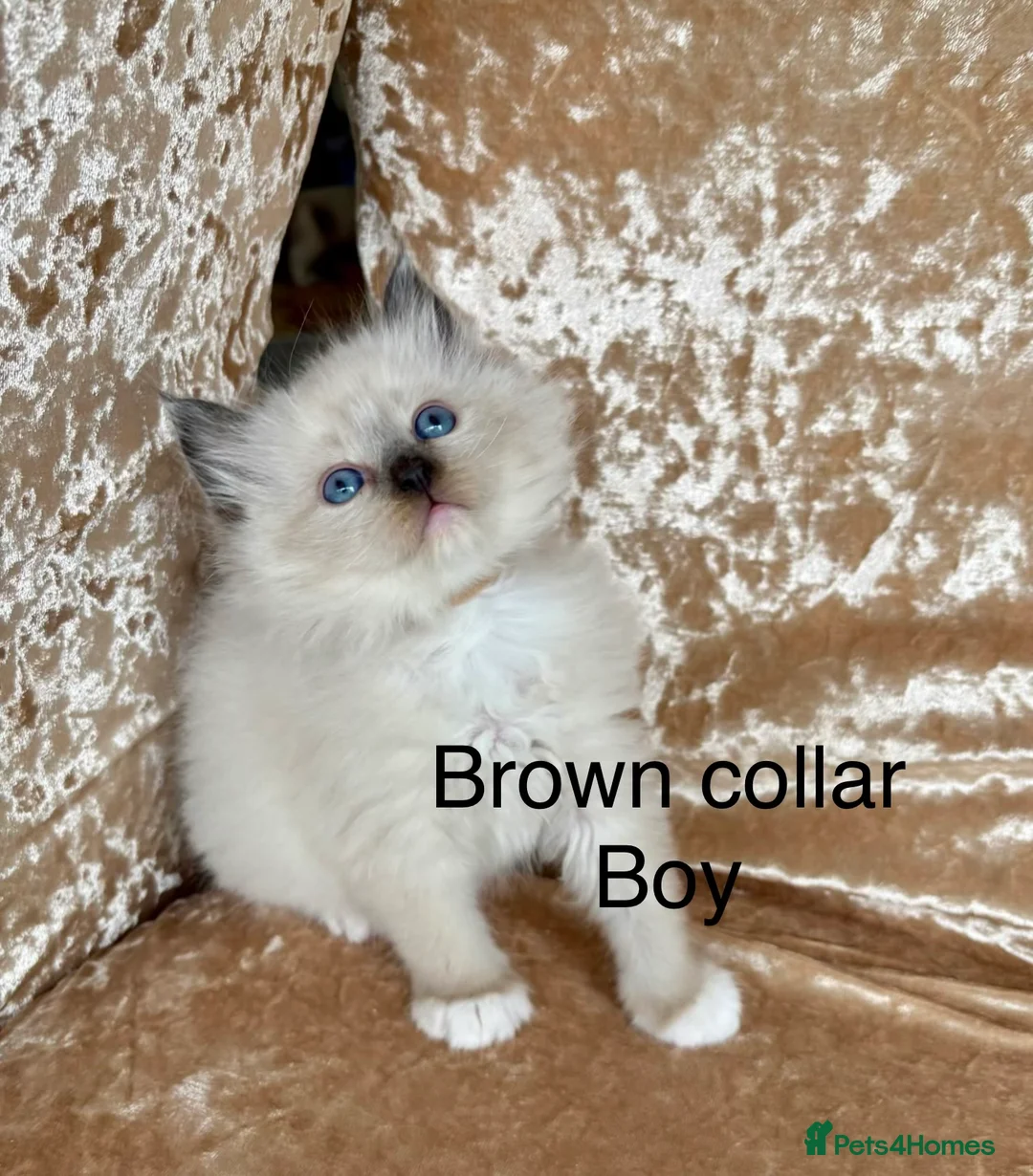 Ragdoll cats for sale: Beautiful ragdolls kittens - Advert 1