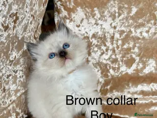 Ragdoll cats Beautiful ragdolls kittens - Advert 2