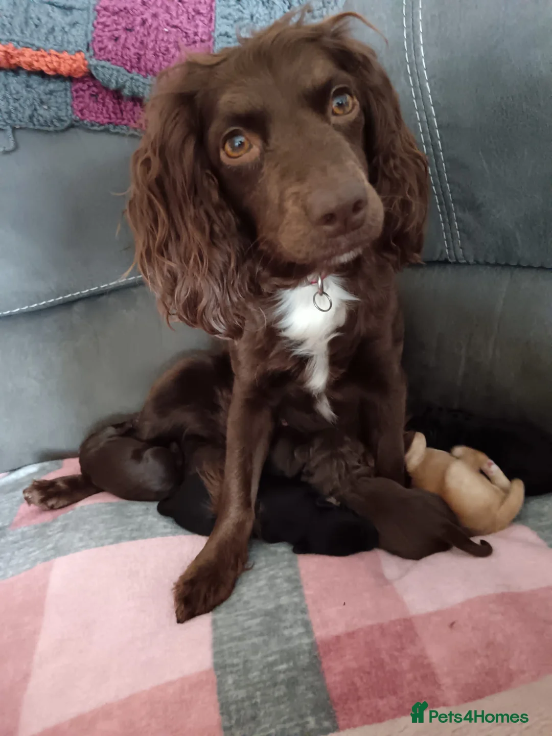 Mixed Breed dogs for sale: 3 Cockapoo choc pups ready in 4 weeks  in Lowestoft - Advert 2