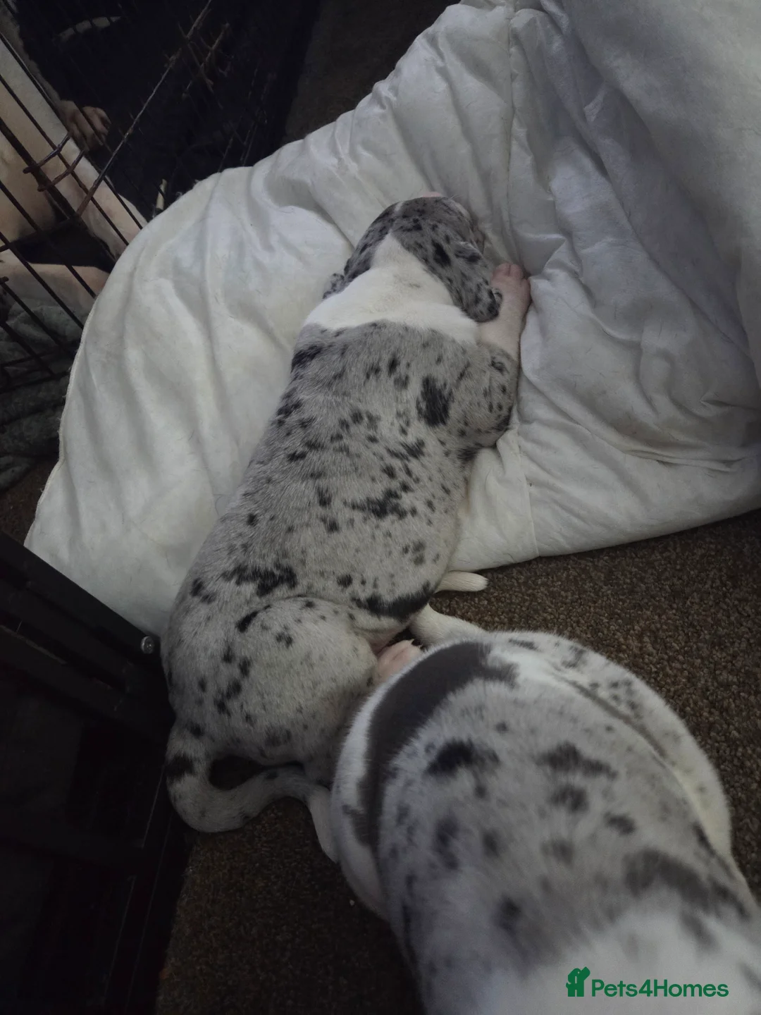 Great Dane dogs for sale: Greatdane puppies forsale - Advert 14