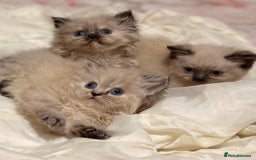 Mixed Breed cats for sale: Ragdoll X Persian kittens  - Image 19