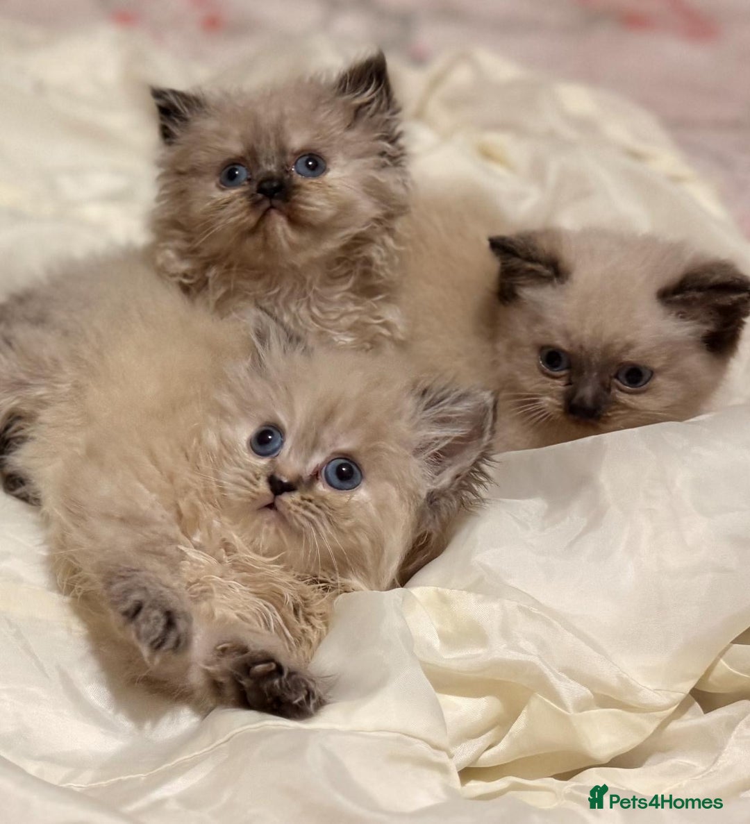 Mixed Breed cats for sale: Ragdoll X Persian kittens  - Image 19