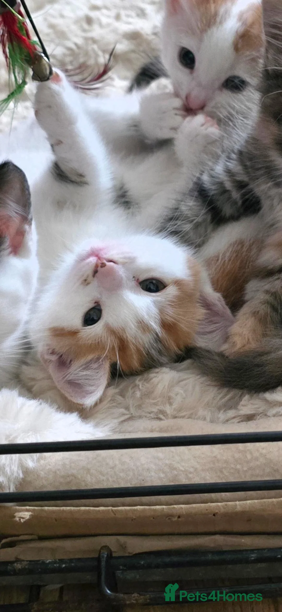 Mixed Breed cats for sale: 1 female kitten - Advert 2