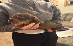 Dachshund dogs for sale: 3 gorgeous Teckel Dachshunds - Image 7