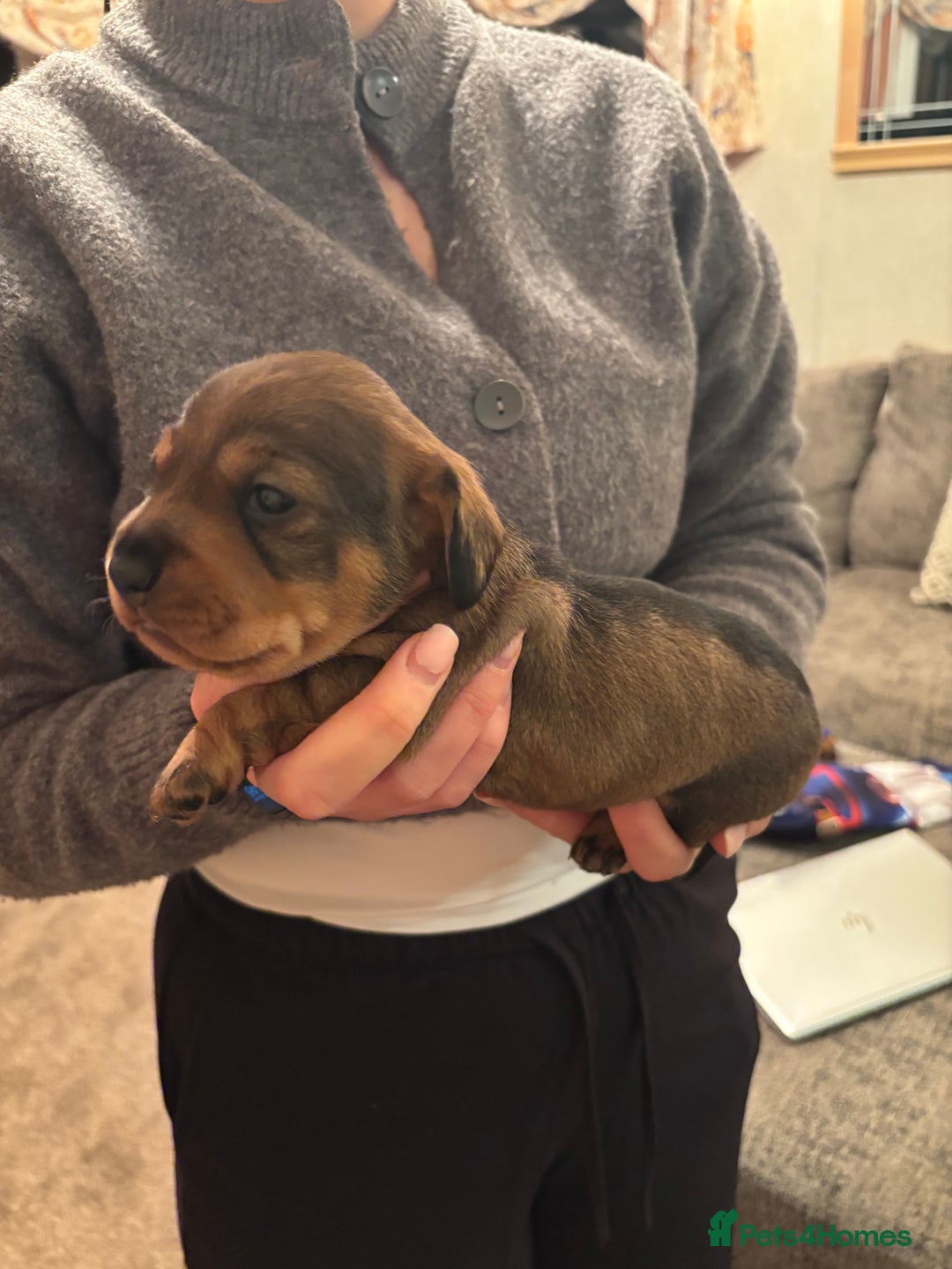 Dachshund dogs for sale: 3 gorgeous Teckel Dachshunds - Image 7