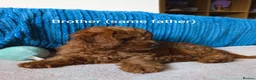 Cavapoo dogs for sale: F1B Deep Fox Red High Quality DNA Clear Puppies  - Advert 21