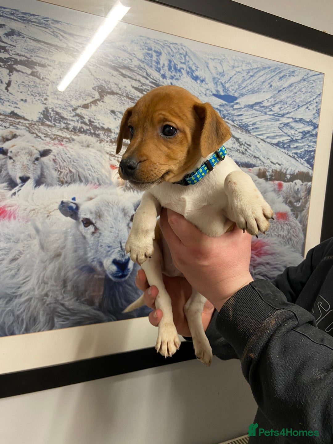 Plummer Terrier dogs for sale: Plummer terrier puppies for sale - Advert 3