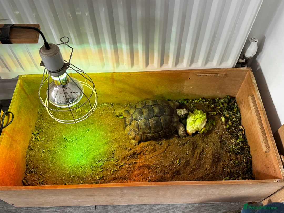 Tortoise reptiles for sale: Tortoise - Advert 3