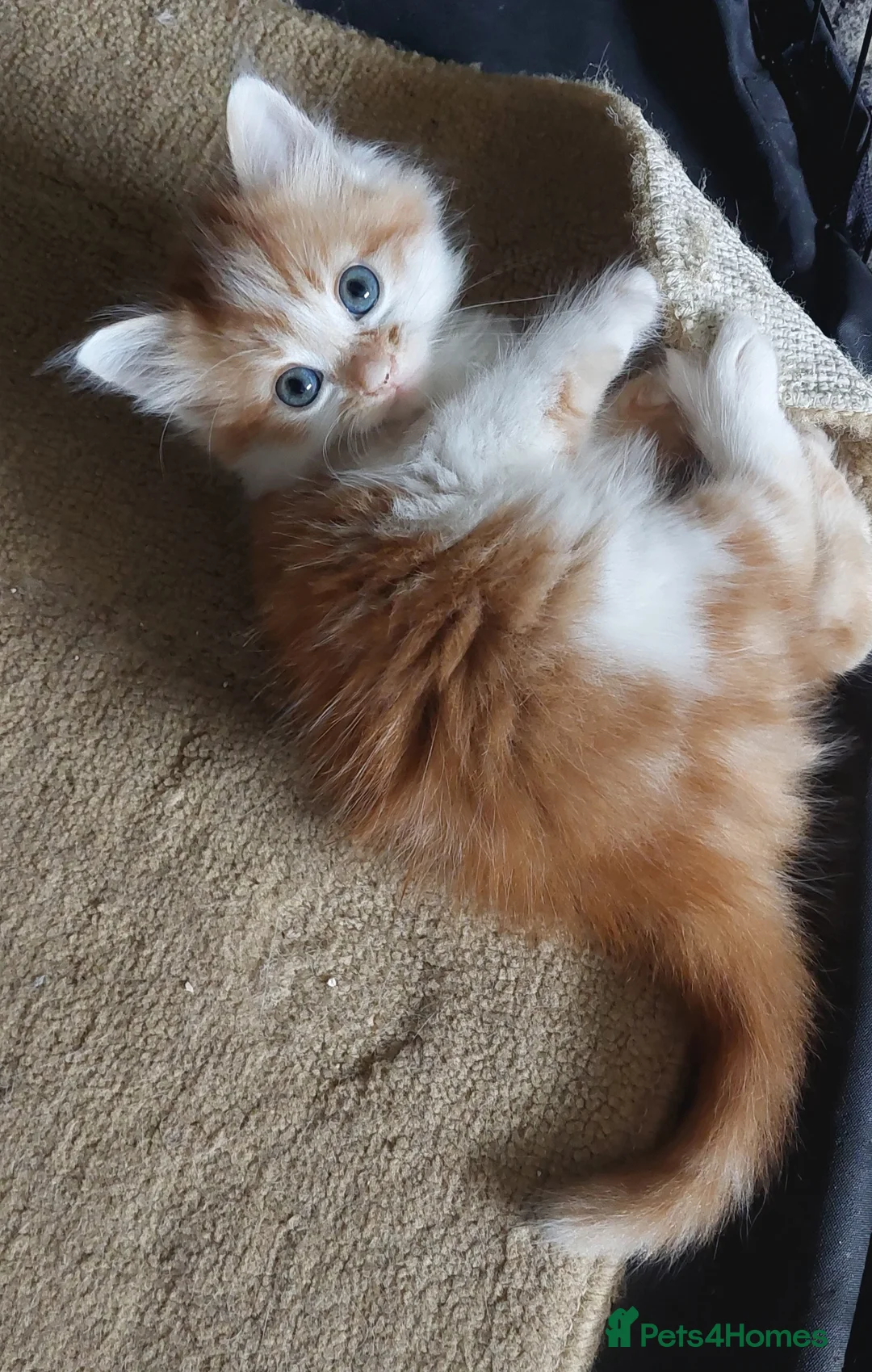 Mixed Breed cats for sale: 5 fluffy kittens (ready to go now) - Advert 2