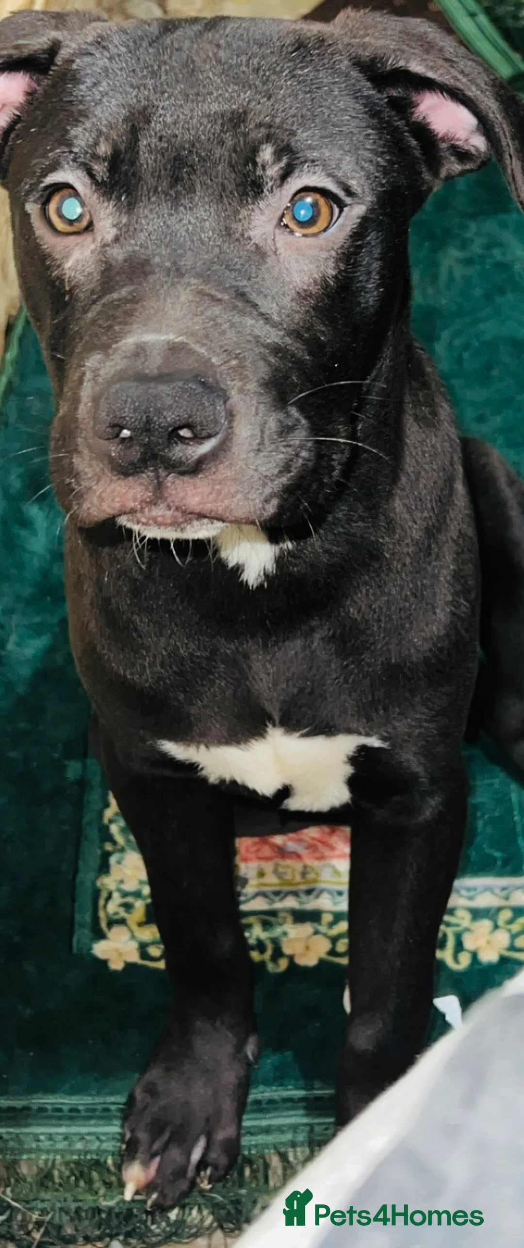 Mixed Breed dogs for sale: Staffy X  - Advert 3